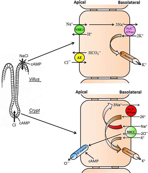 Ion Channels of the Gastrointestinal Epithelial Cells